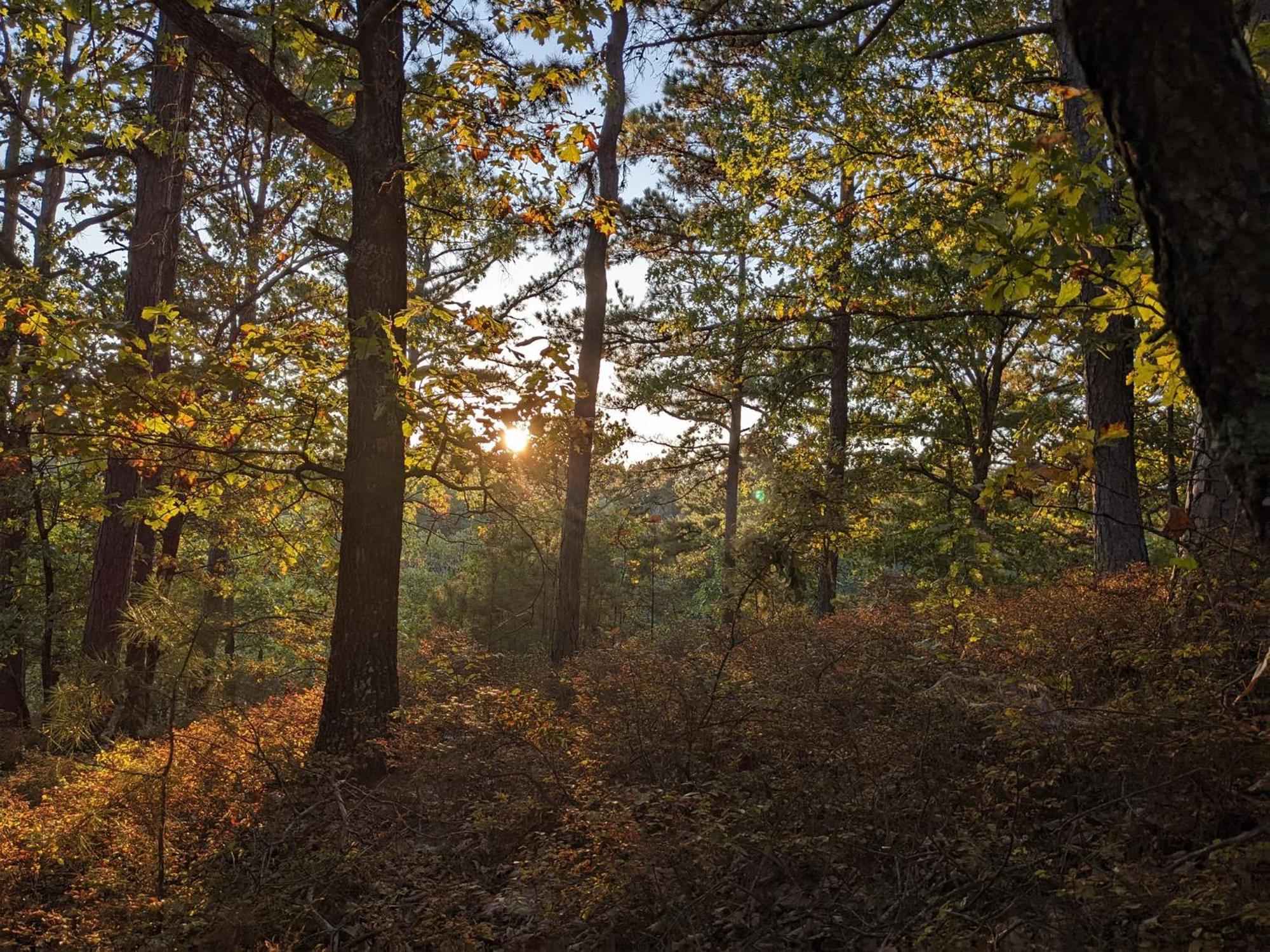Вилла Loblolly Pines Adventure Aframe #1 Юрика Спрингс Экстерьер фото